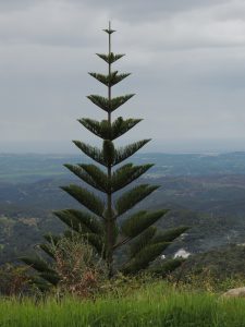 Araucaria tree