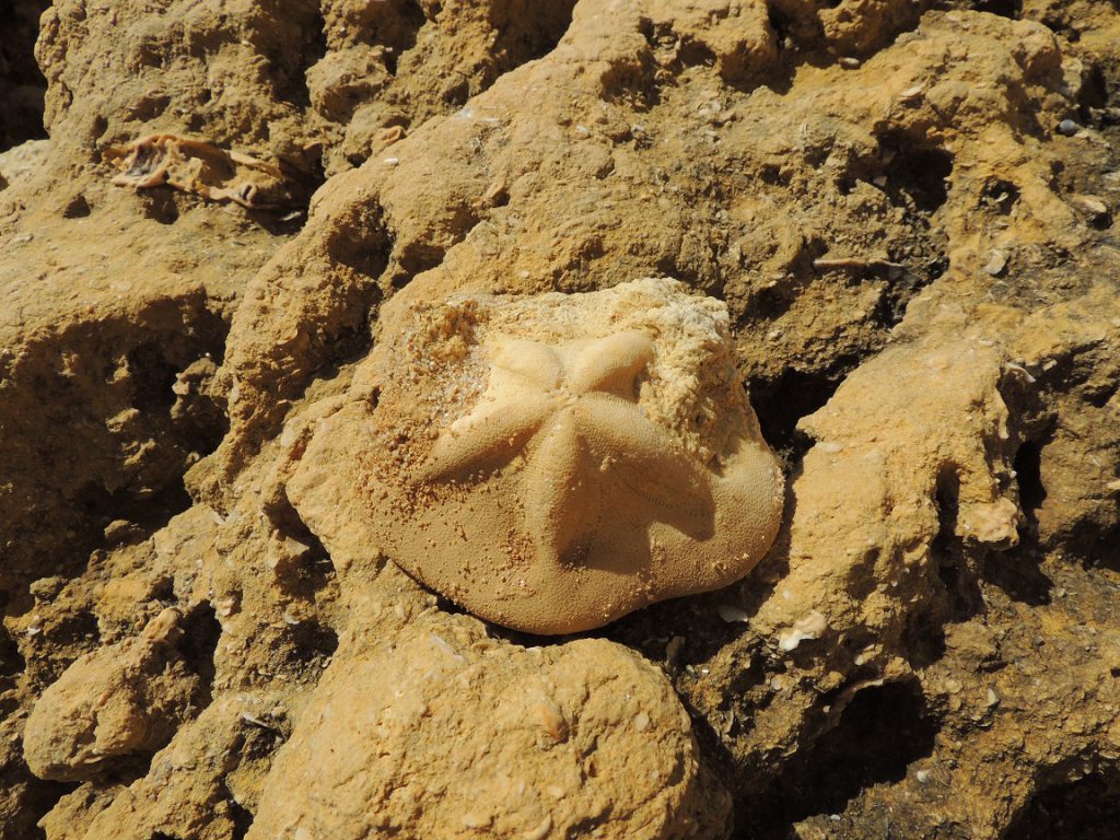 Fossil lying on the Beach