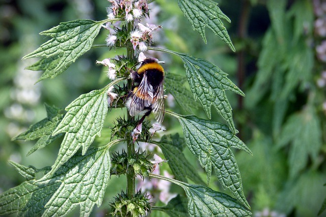 Bee on Stinging Netle