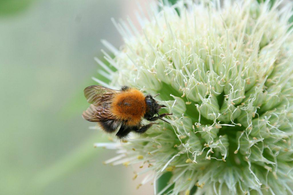 Nature and Bees