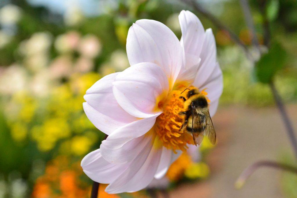 Bee and Flower