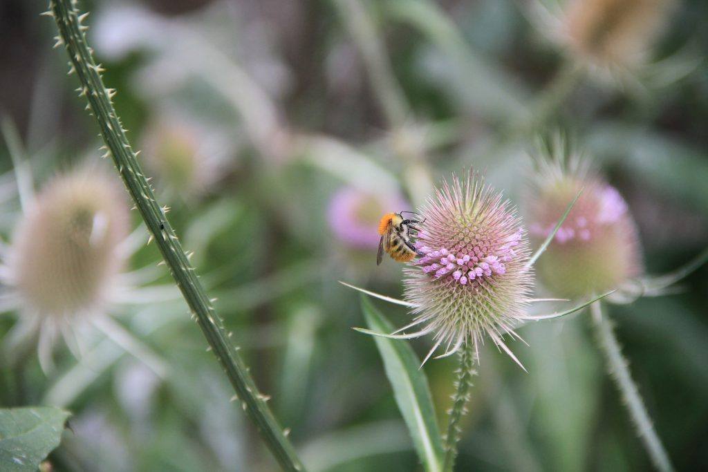 Medicinal Plant