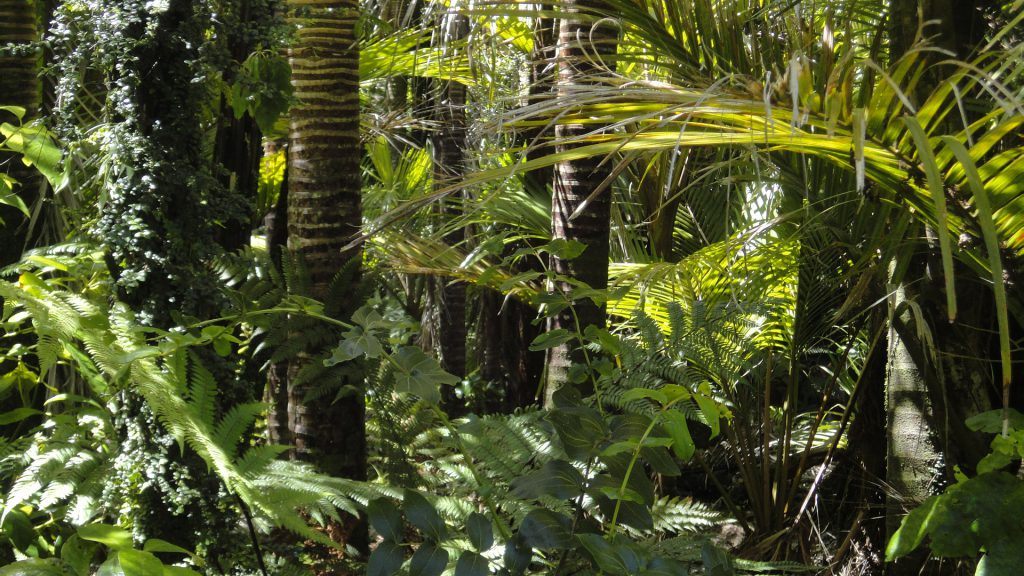 Dense rainforest
