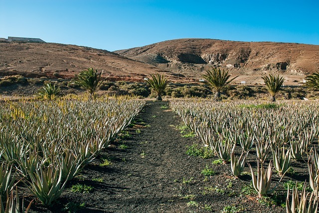 Aloe Vera plantation