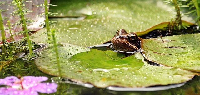 Frog in a water-lily pond