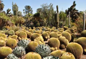 Field full of cactus