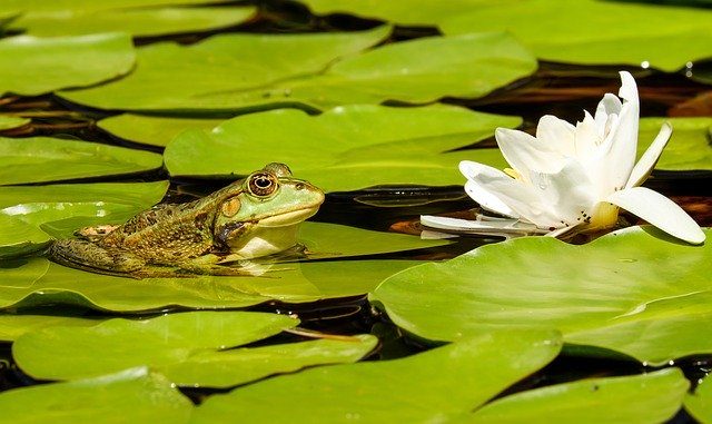 Frog with water lily