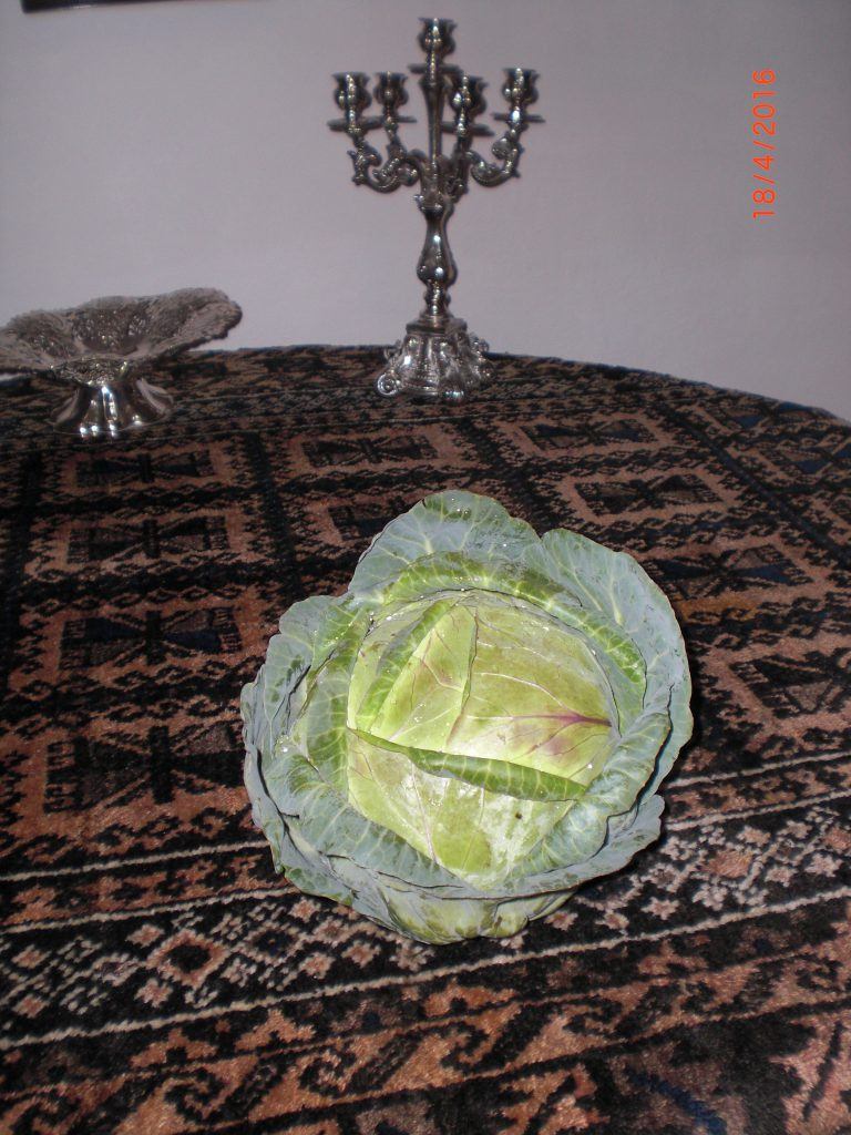 Organic grown green cabbage