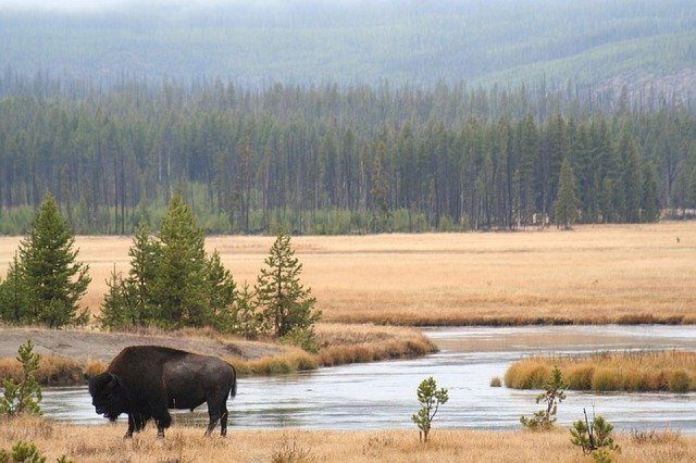 Bison at the river