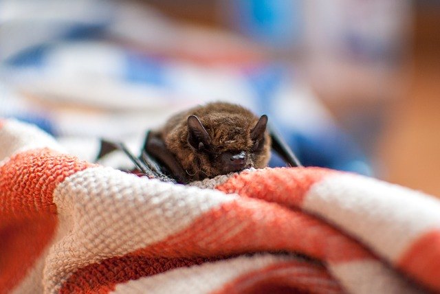 Bat on a towel