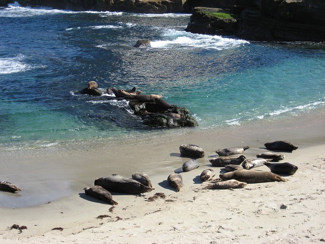 Seals living in a clean environment