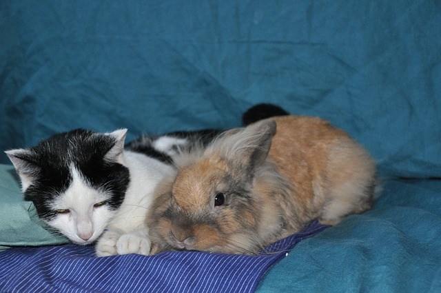 Cat and Rabbit