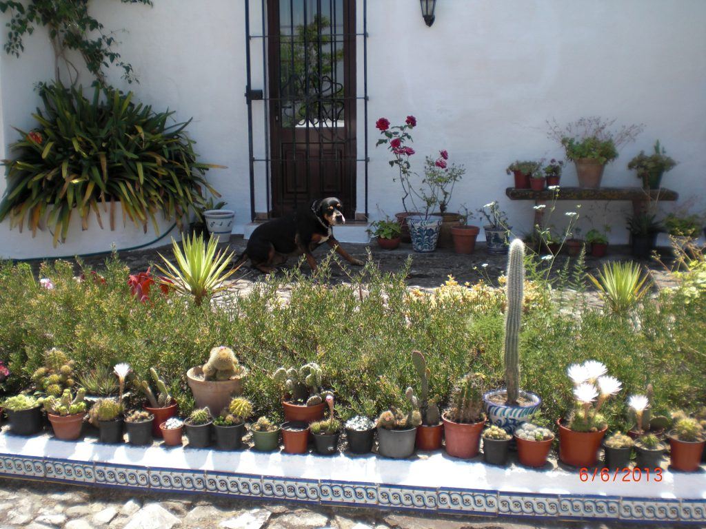 cindy with my cactus collection on the patio