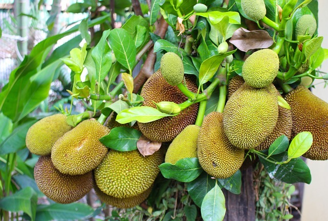Nangka or Jackfruit