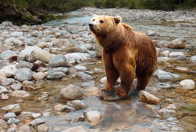Bear in the river