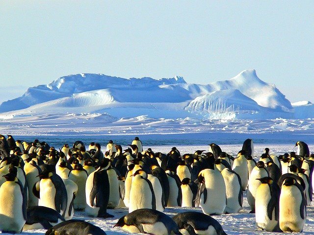 Group of Emperor Penguins