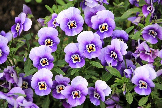 Lovely violets