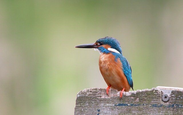 The beautiful Kingfisher
