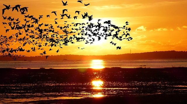 Sunset with birds