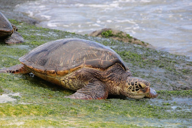 Green-sea-turtle