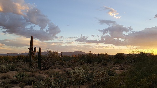 Panorama of the Sonoran Desert