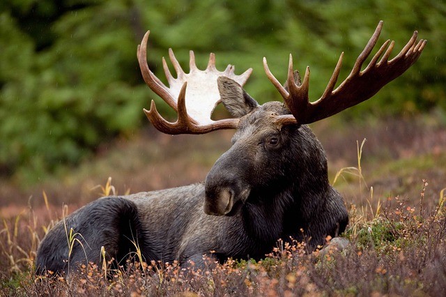 Impressive Bull Elk