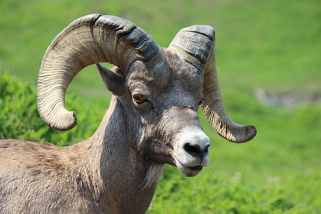 Big-Horn-Sheep