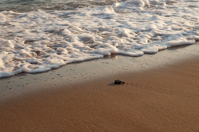 Baby turtle running to the sea