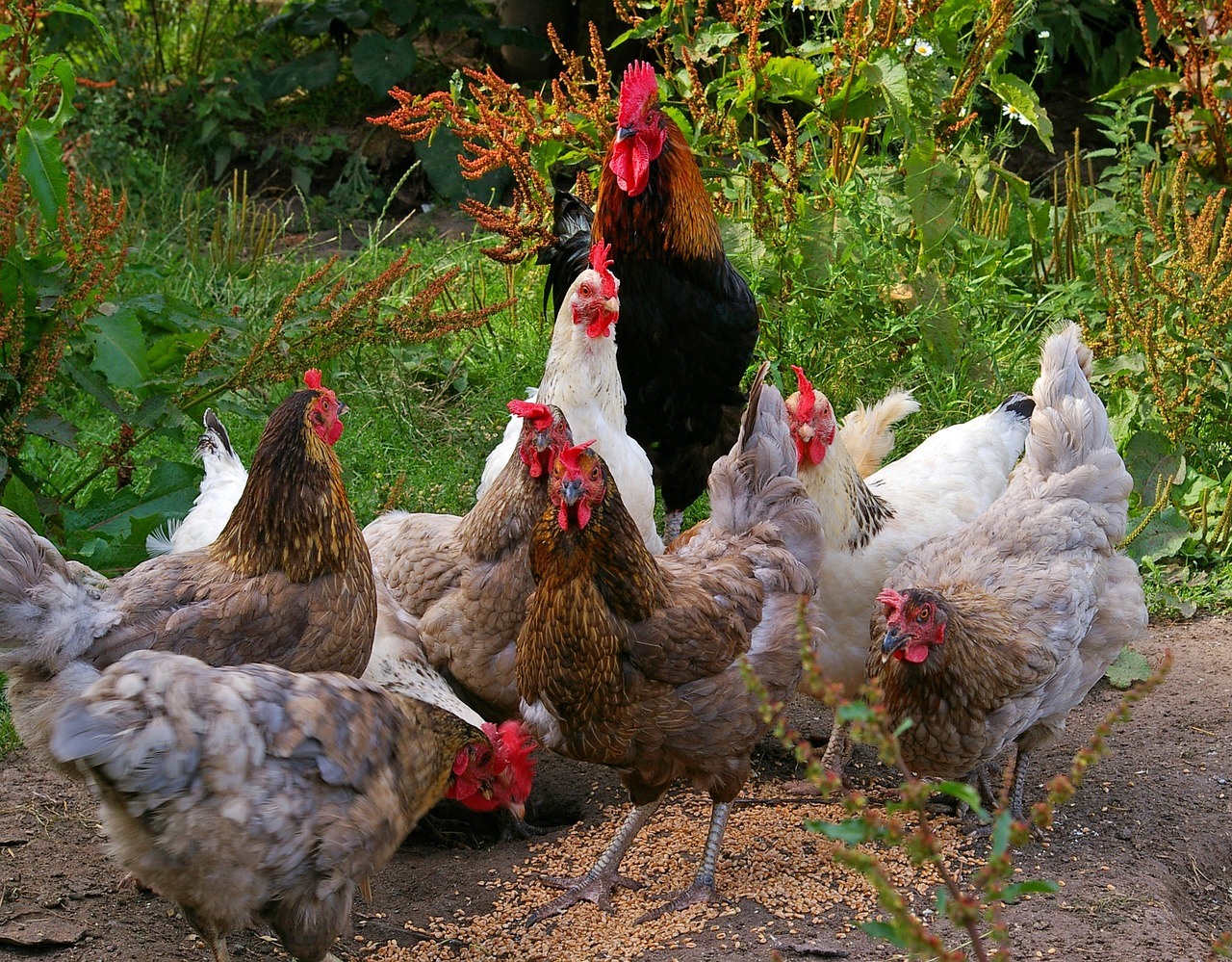 A Rooster with his hens.