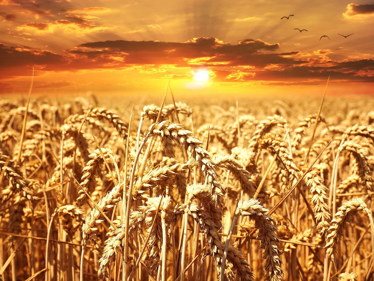 Wheat Field with sunset.